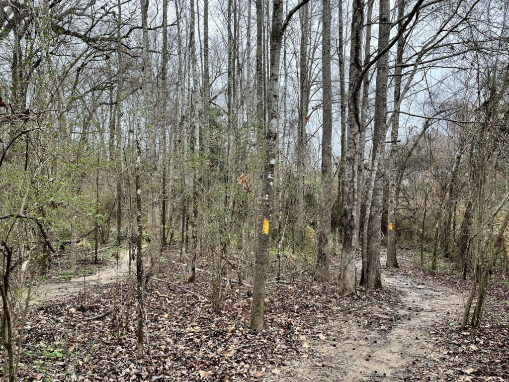 7 Best Tunica Hills Hiking Trails (Explore The Waterfalls & Bayous)