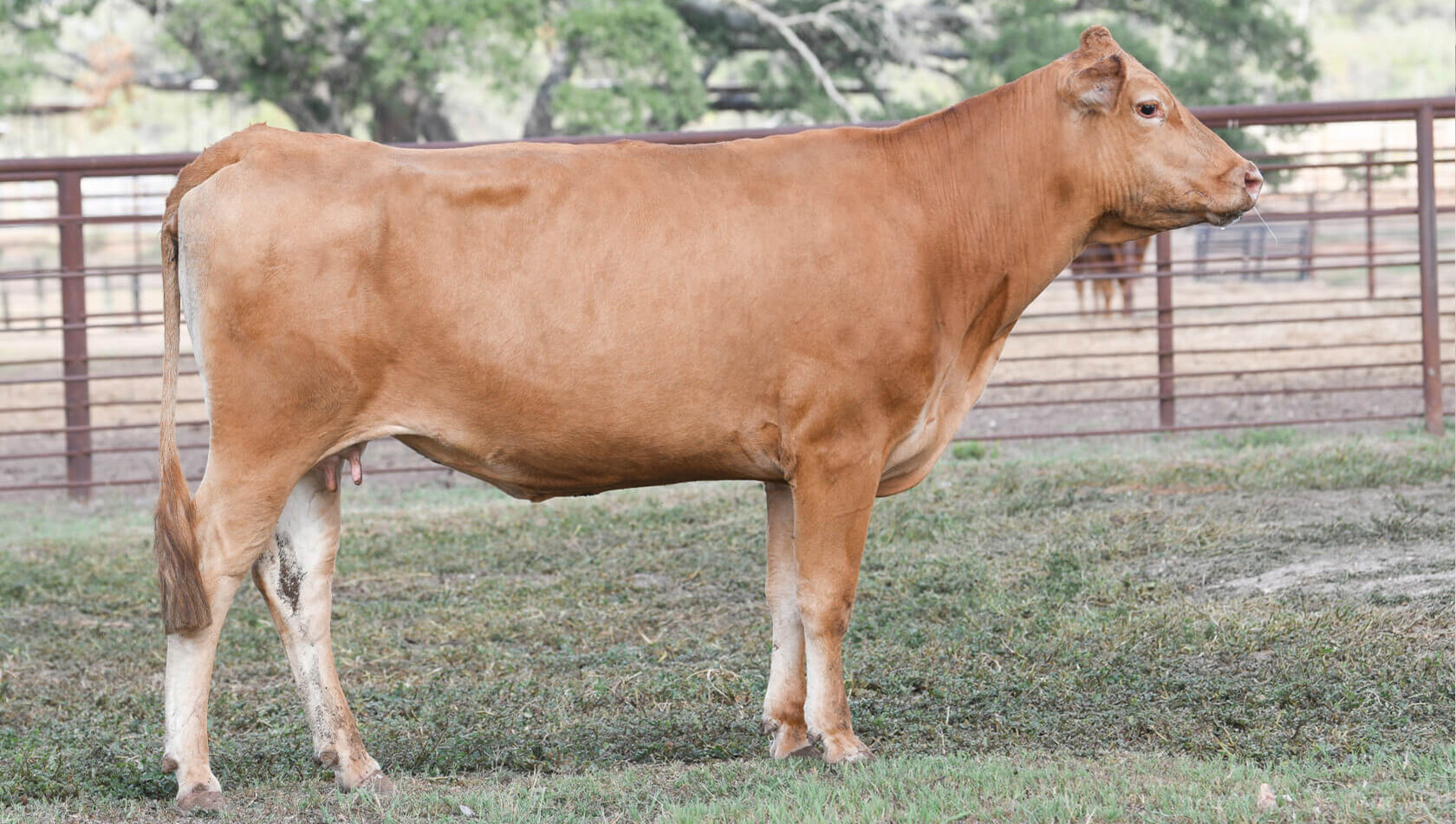 Donors Cows