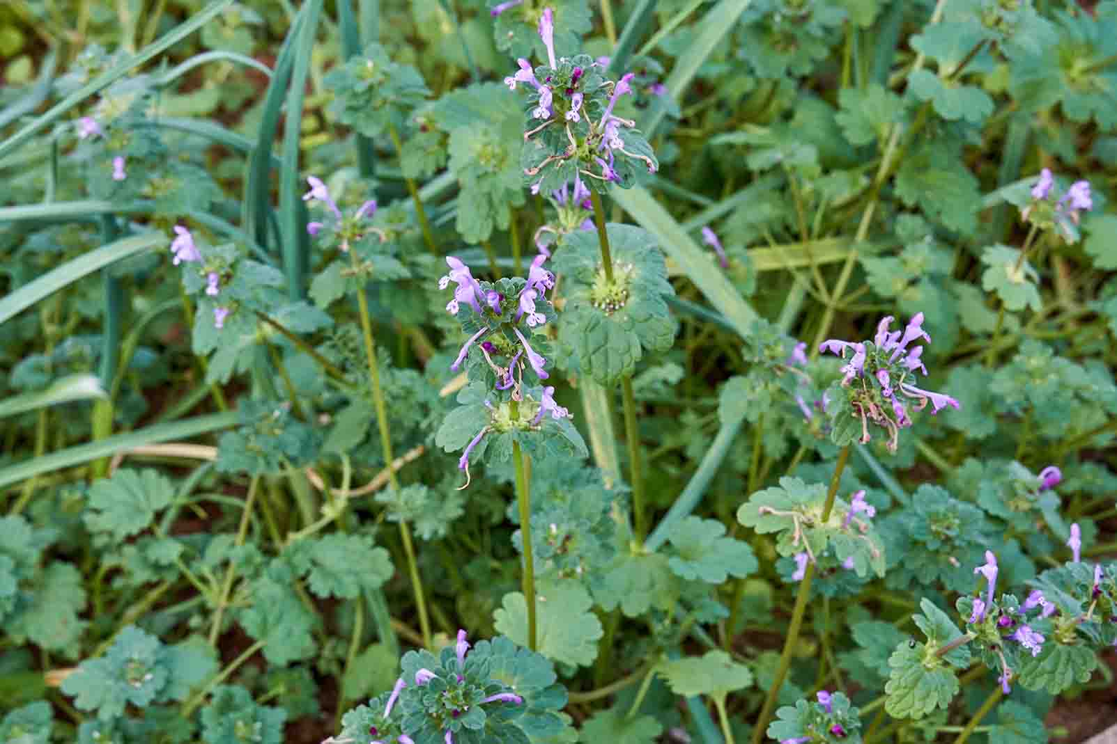 Henbit Root SKB Industries
