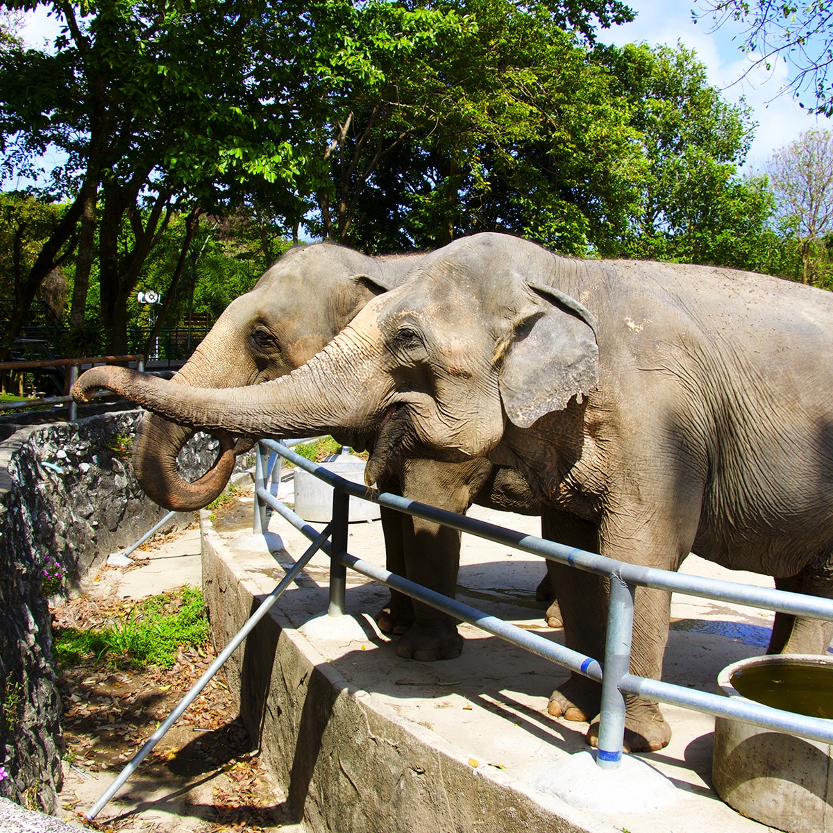 International Day of Action for Elephants in Zoos June 8, 2024