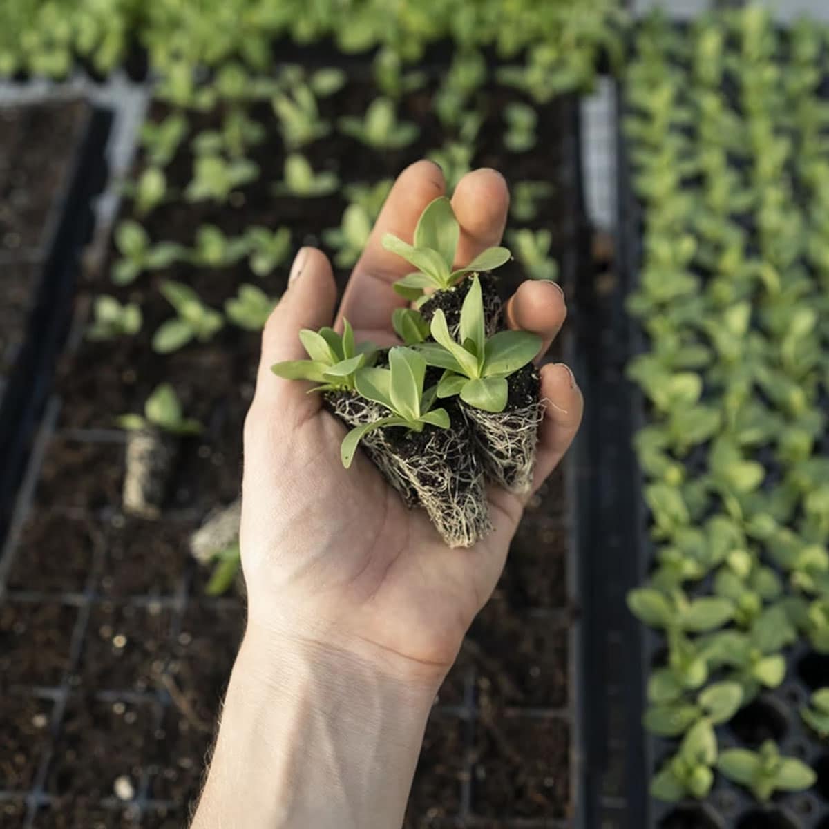 International Plant Appreciation Day 2024