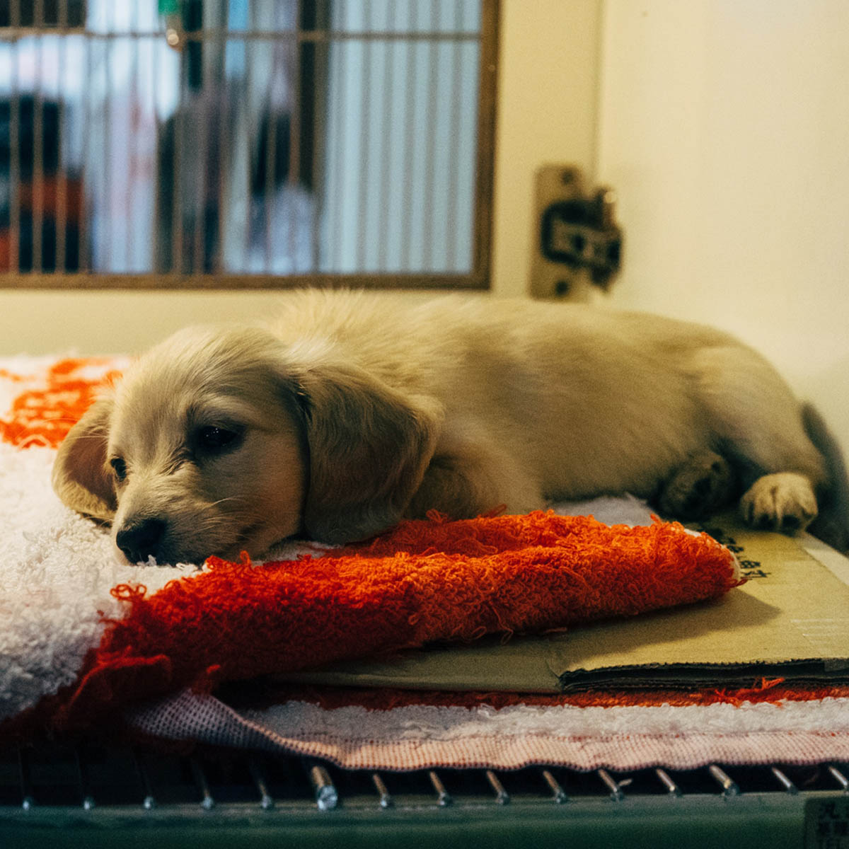 National Animal Shelter Appreciation Week 2024