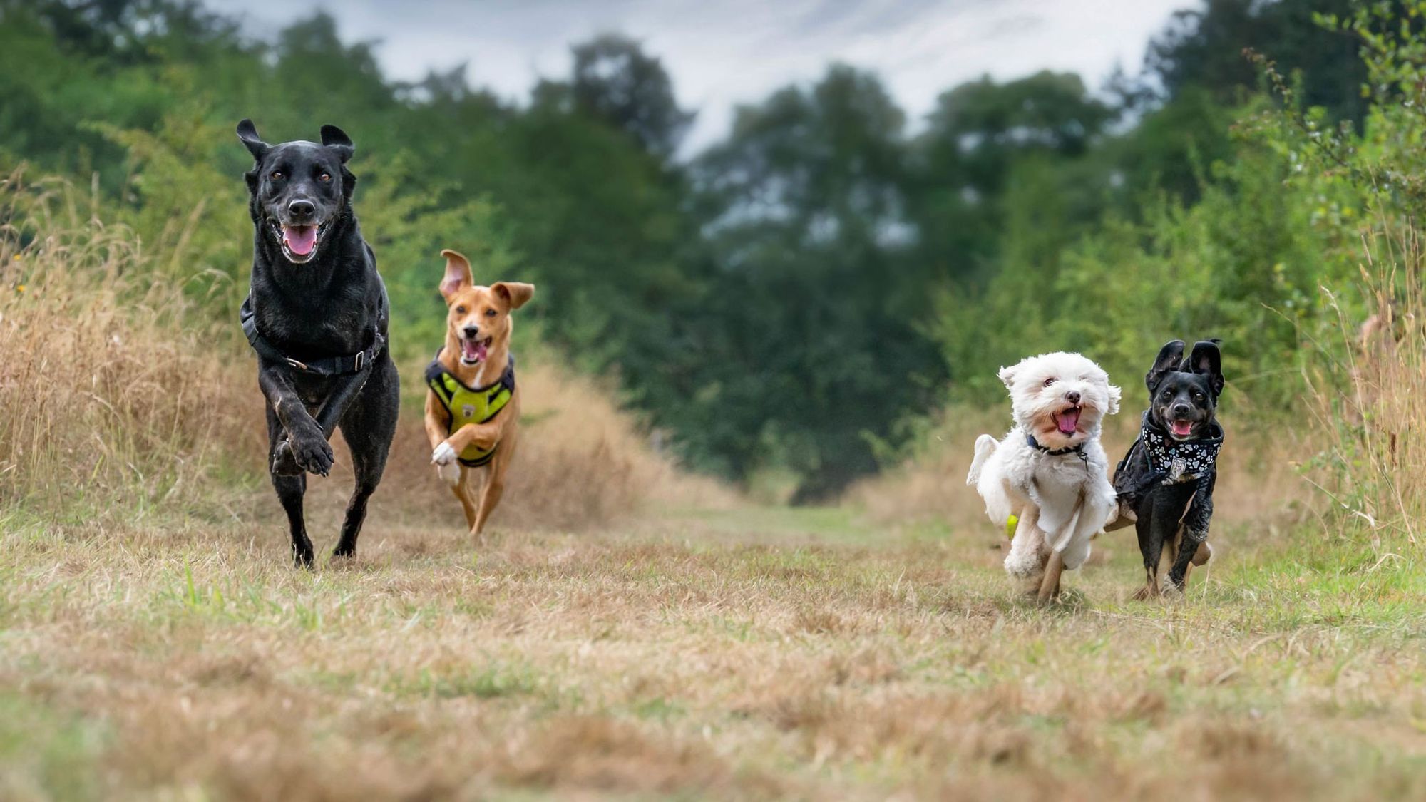 Animal Boarding Services Countryside Veterinary Service in