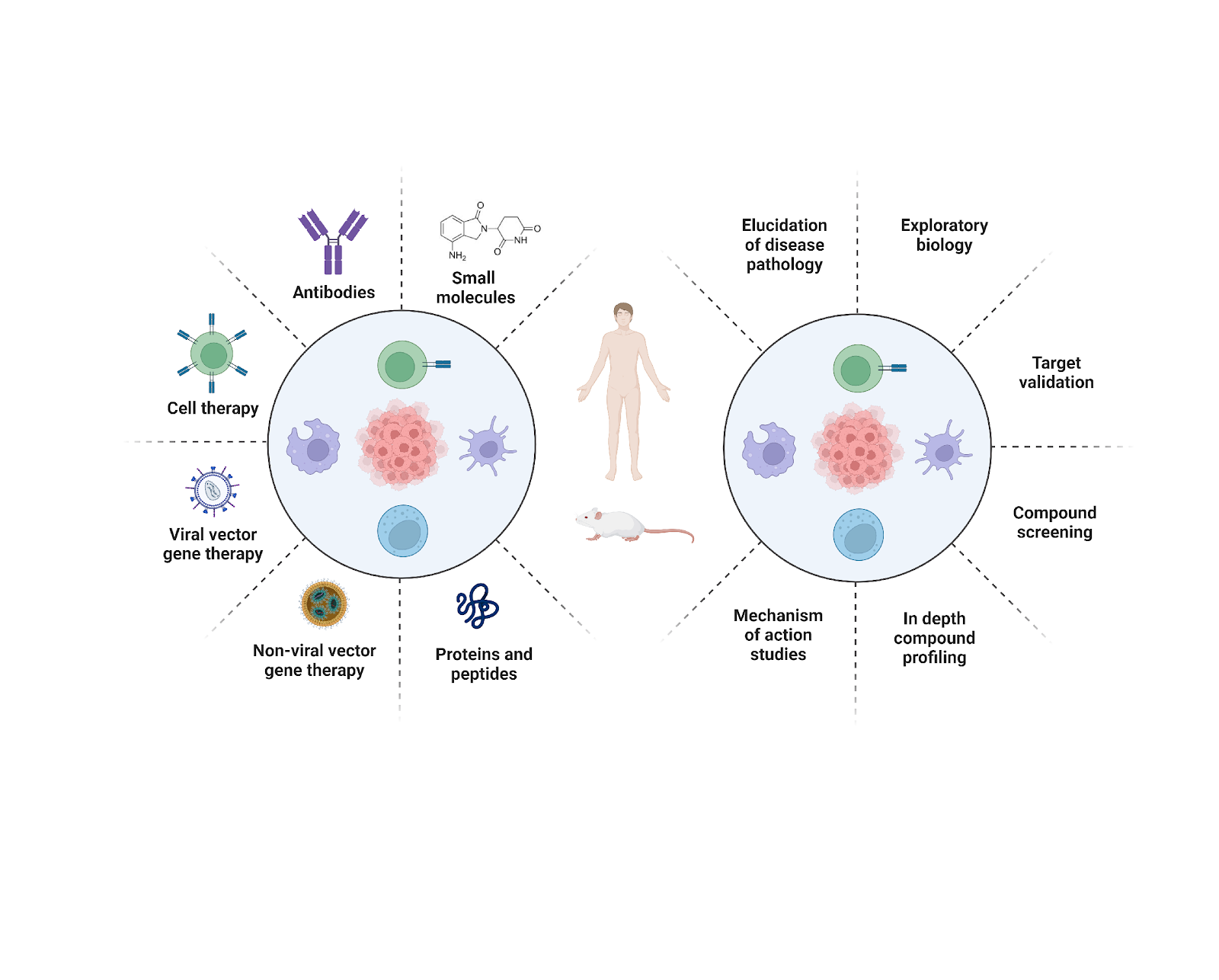 Concept Life Sciences | Cell Based Assays