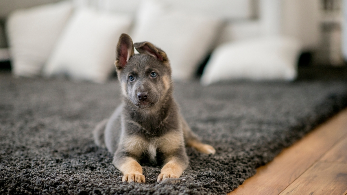 Top 10 Essentials to Have When Adopting a Dog Fleet Farm