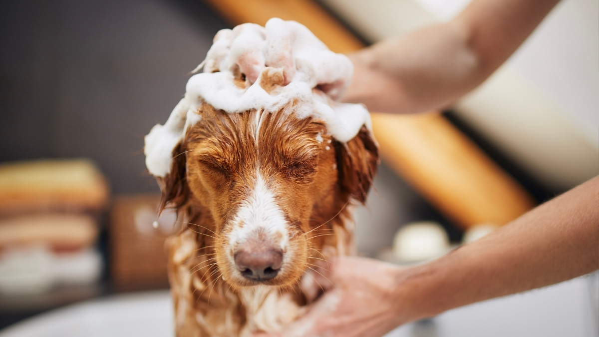 Top 10 Essentials to Have When Adopting a Dog Fleet Farm