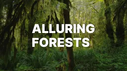 Alluring Forests