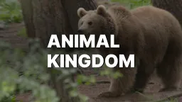 Animal Kingdom