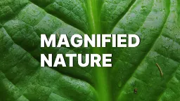 Magnified Nature