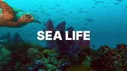 Sea Life