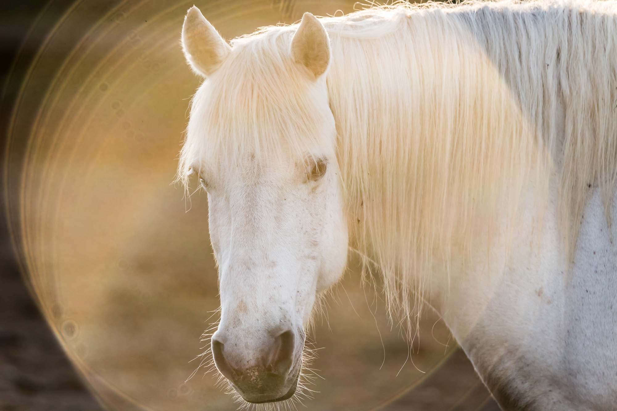 Animaux - Chevaux - En Camargue avec les gardians - Dans le marais à la