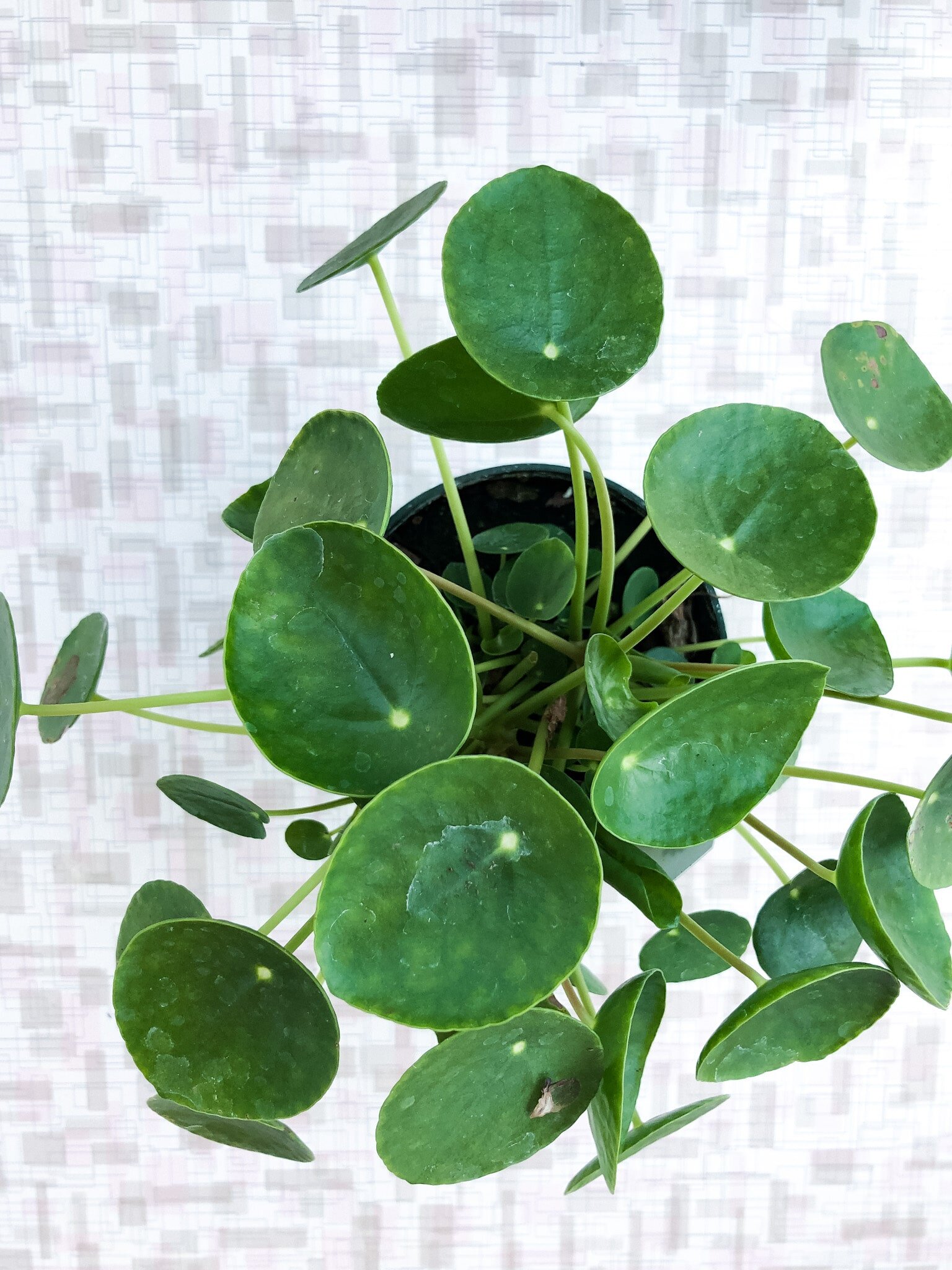 Top 5 Houseplants for Beginners Plants Hilary Prall