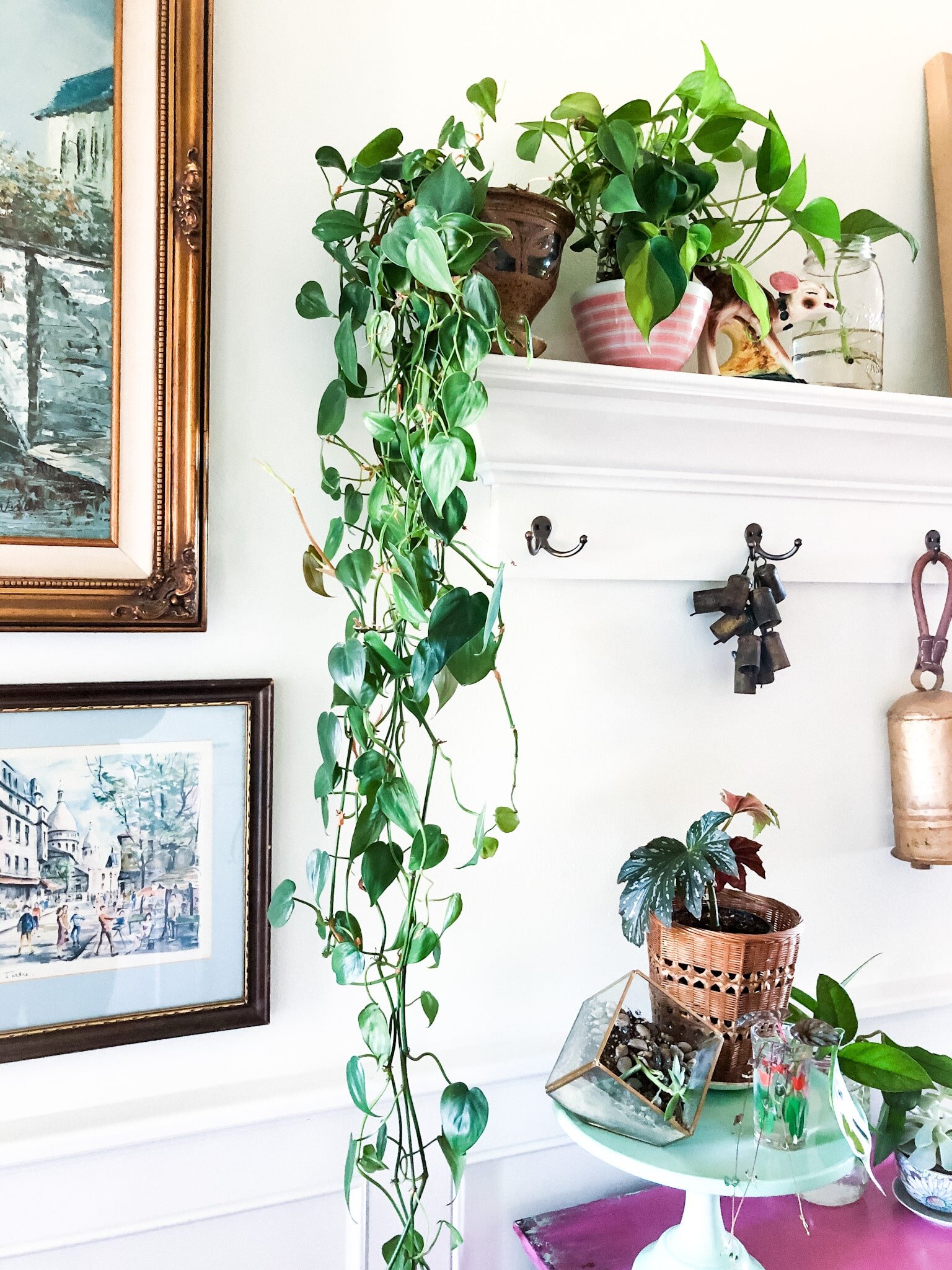 Top 5 Houseplants for Beginners Plants Hilary Prall