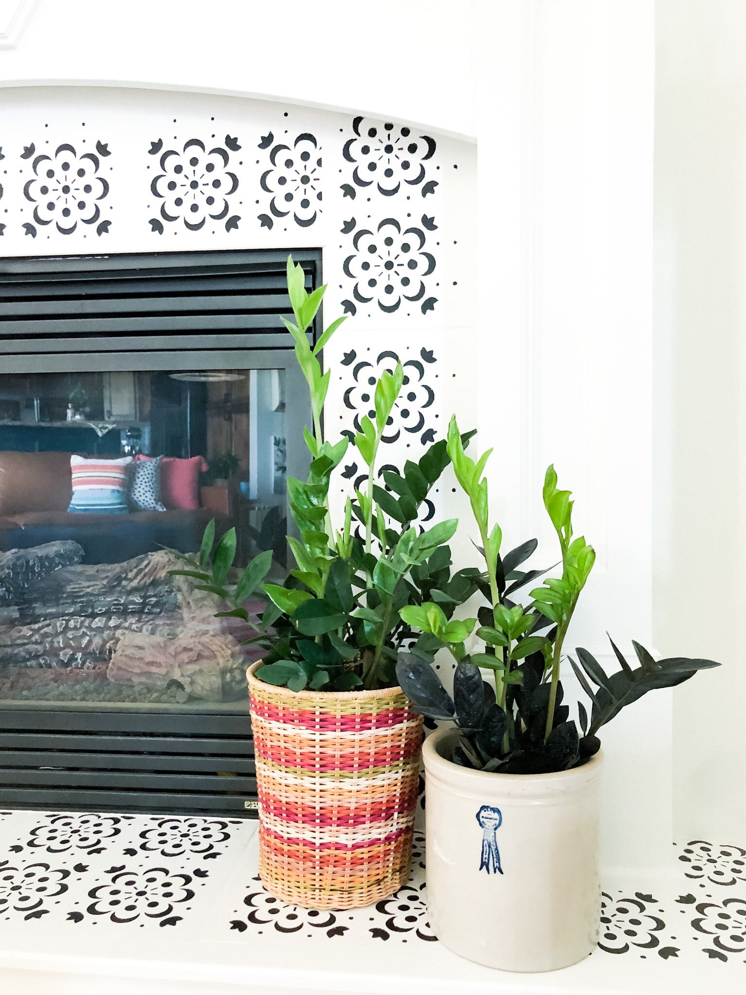 Top 5 Houseplants for Beginners Plants Hilary Prall