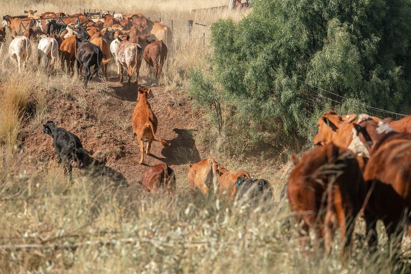 Advantages and Disadvantages of Grazing Systems