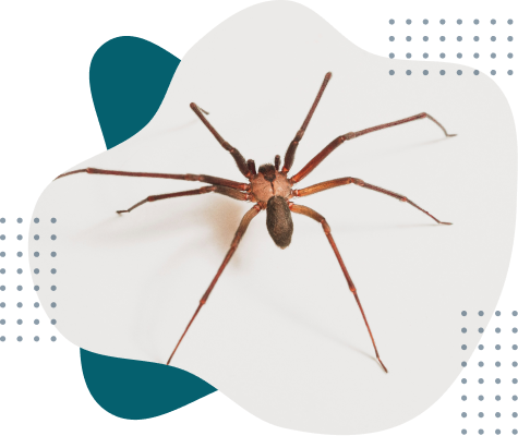 Marett Pest Control | Brown Recluse | South Carolina Expert