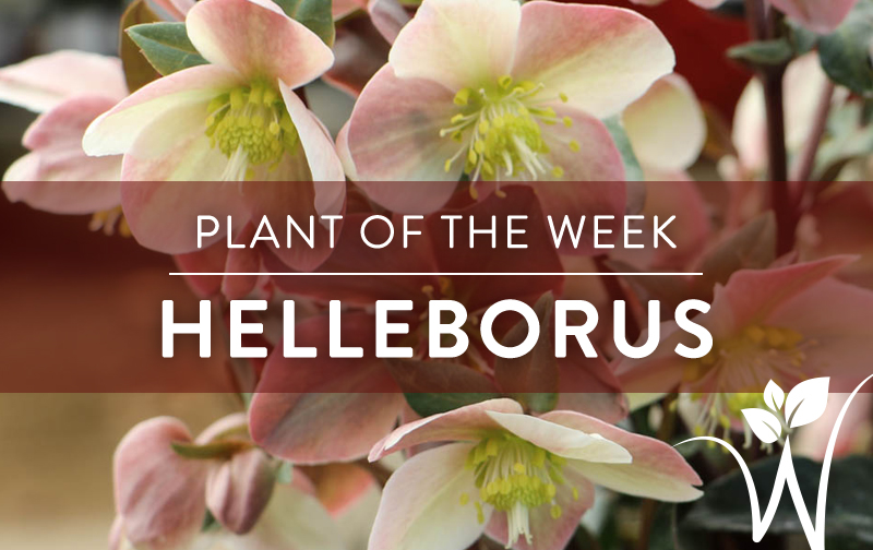 Helleborus - Westwood Gardens