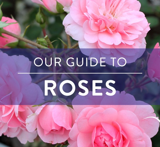Our Guide to Roses Westwood Gardens