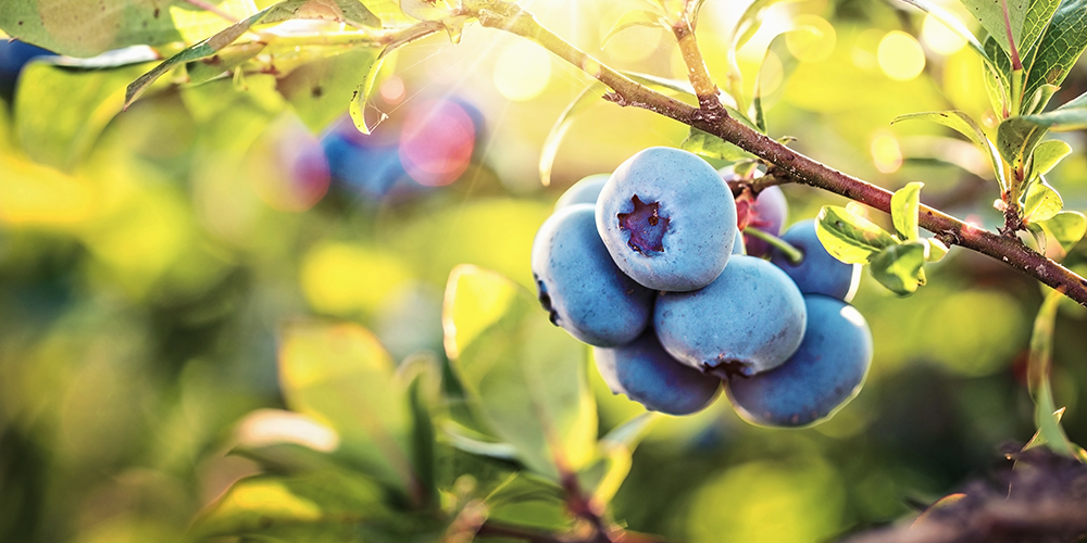 Best Blueberries To Grow in Arkansas Westwood Gardens