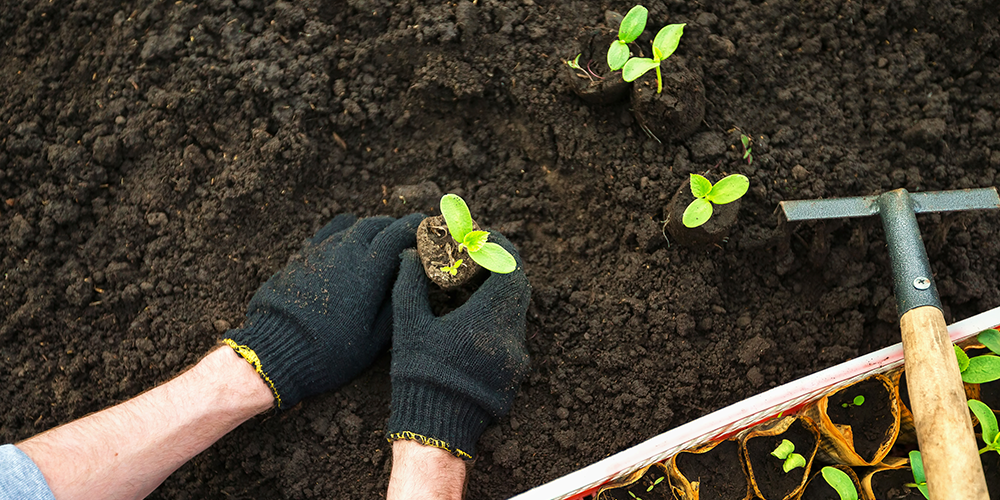 It's Planting Time! What Vegetables Can I Plant Now? Westwood Gardens