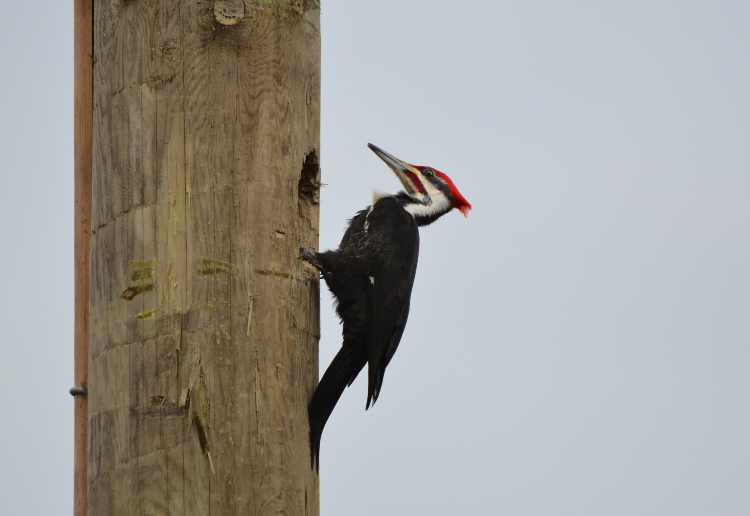 Which Siding Is Woodpecker Resistant? American Way Exteriors