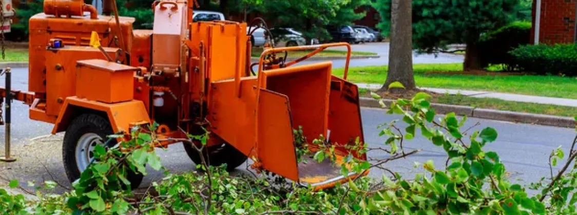 Tree Pruning and Removal Services – ArborTech Tree Specialists