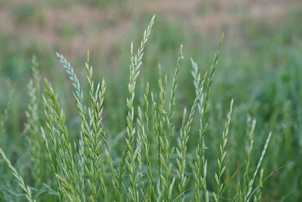 Heartland Turf
