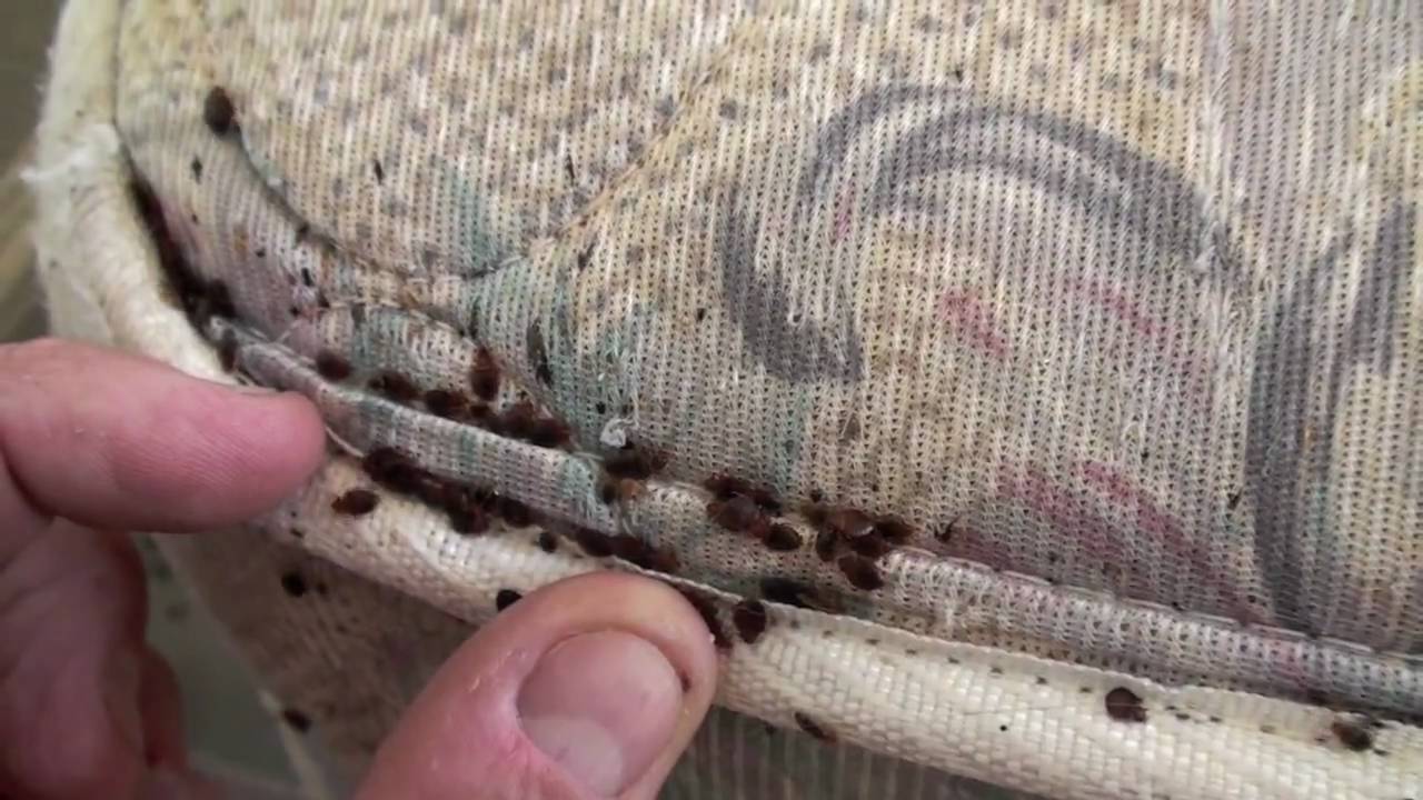 Bed Bug Infestation Truforce Pest Control