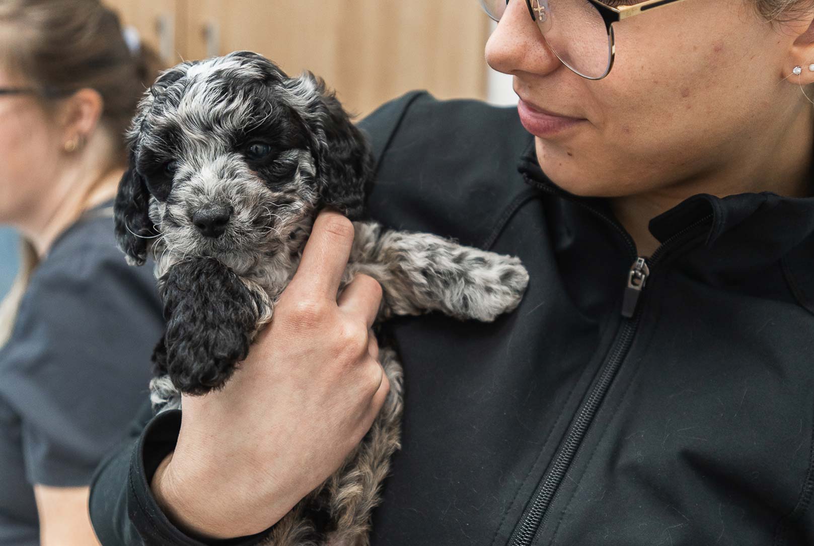 Hamlin Animal Hospital: Expert Fracture and Dislocation Surgery for Pets