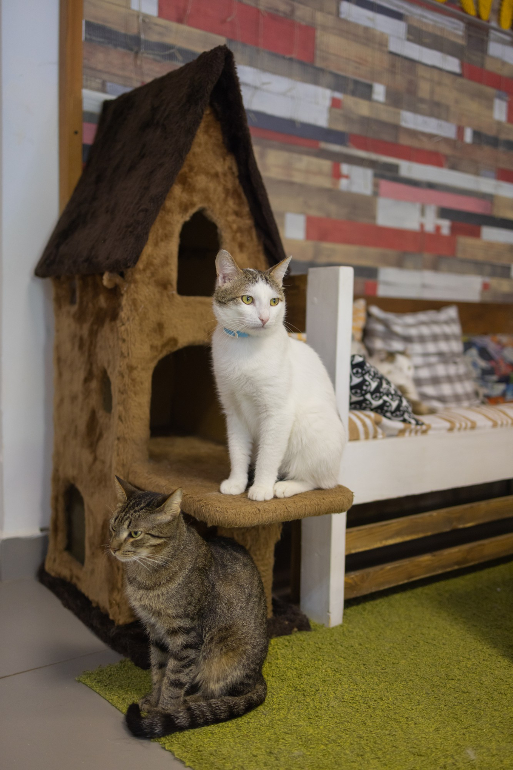 Convenient House Call Veterinary Services Bethel Pet Hospital, Kendall