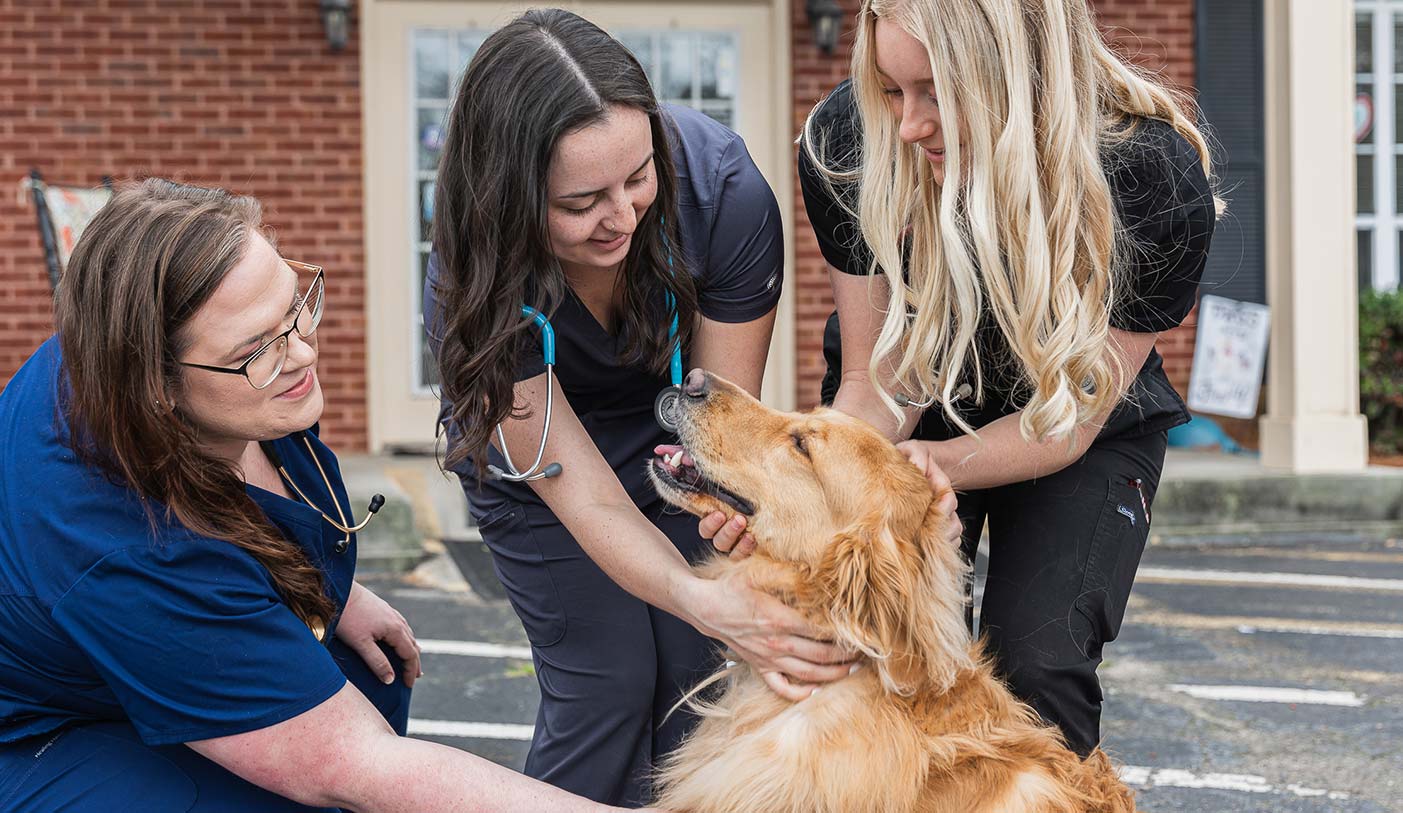 Pet Electrocardiograms I Houston Veterinary Clinic