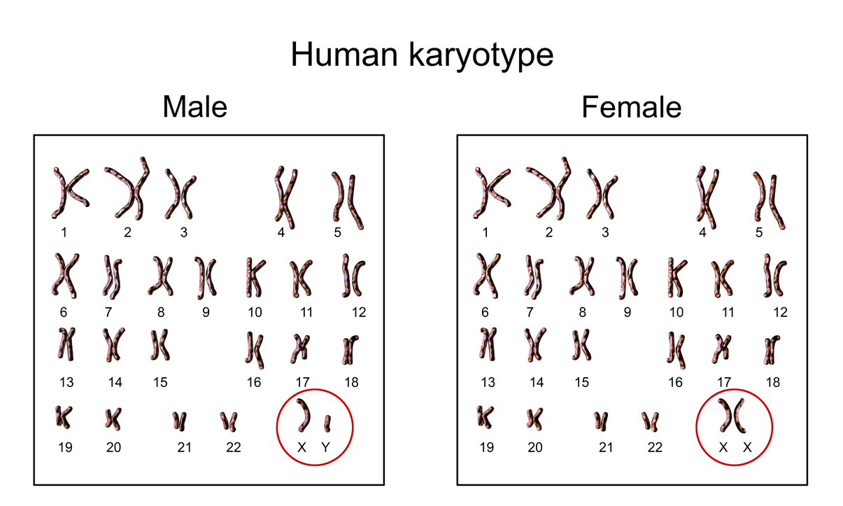 3D illustration of human chromosomes depicting male and female karyotype