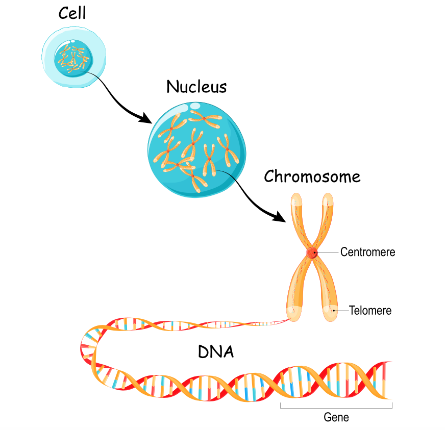 Illustration of the makeup of a chromosome