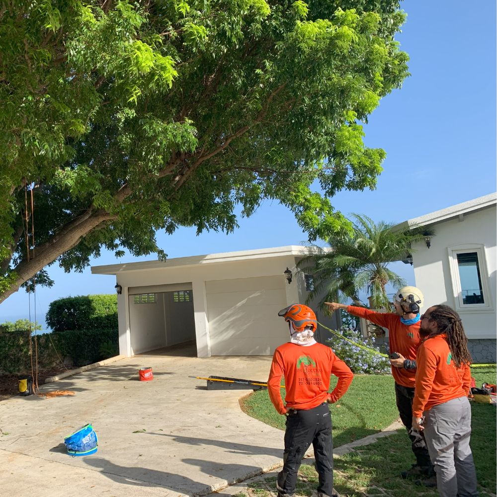 Tree Doctors - Profesionales Confiables Al Servicio De Tus Arboles ...