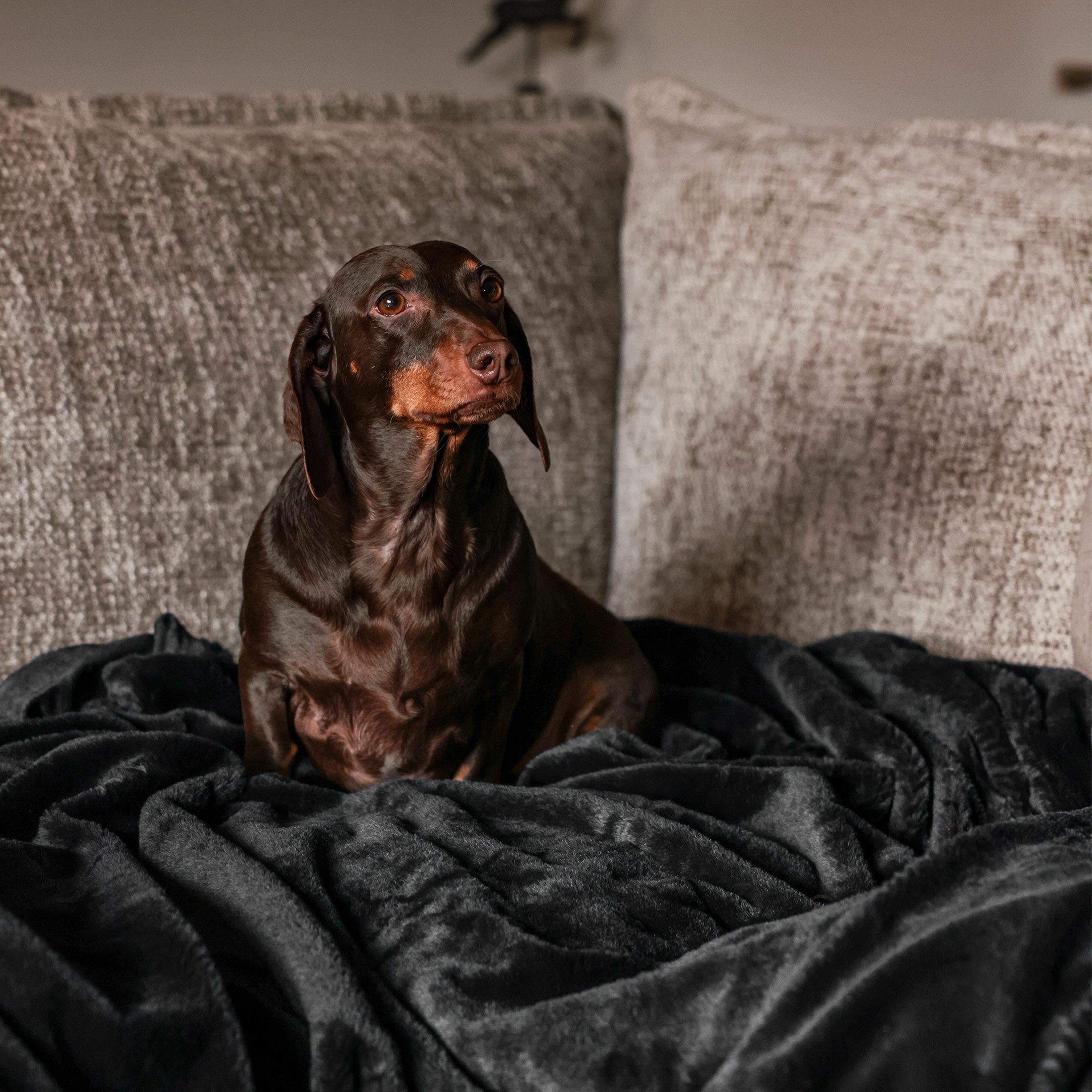 Sausage Dog Sanctuary Hotel Services