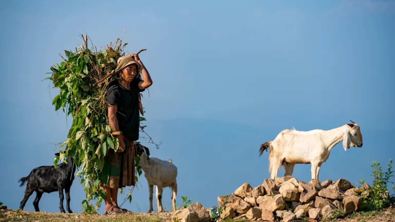 Restoring Native Forests In Nepal Skooteco Climate Project