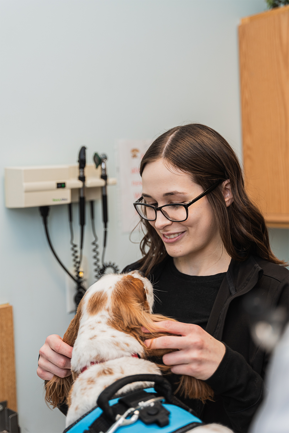 International Health Certificates for Traveling Pets Pets Ahoy Animal