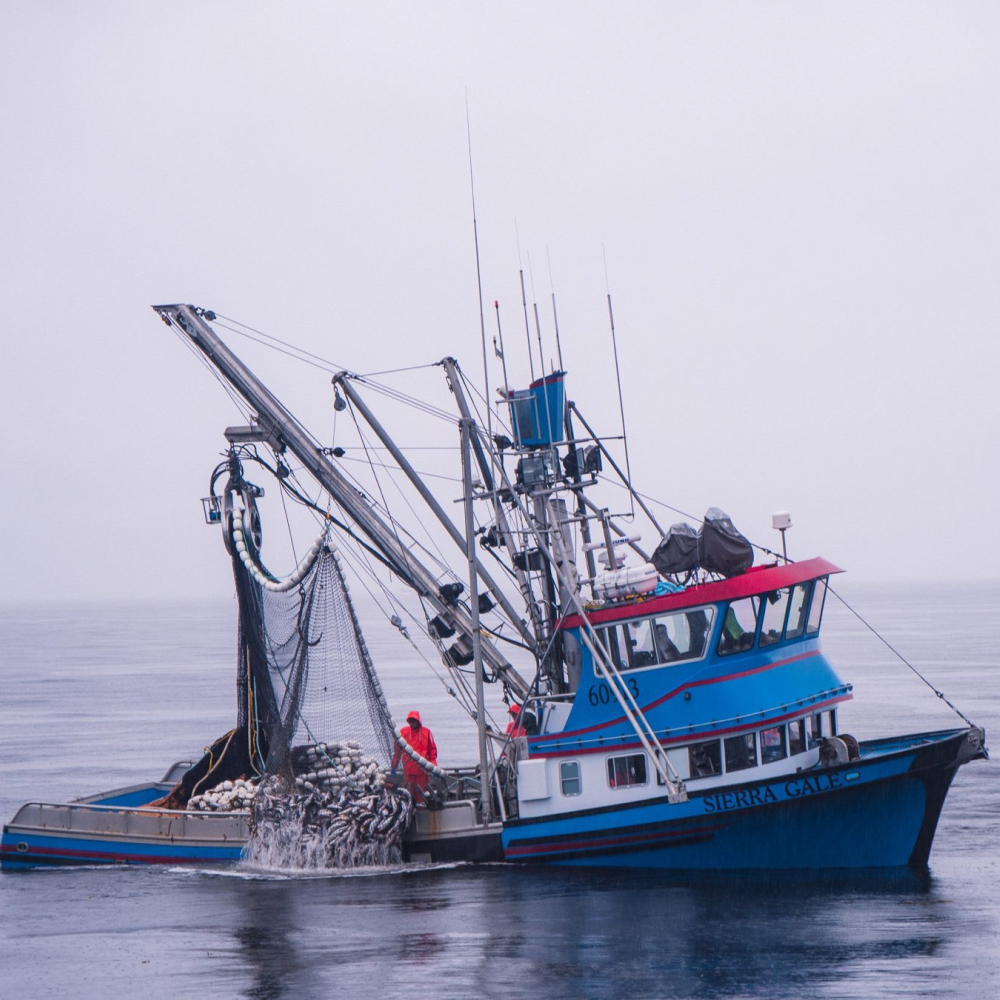 Contact Us Peeler's Wild Alaska Seafood