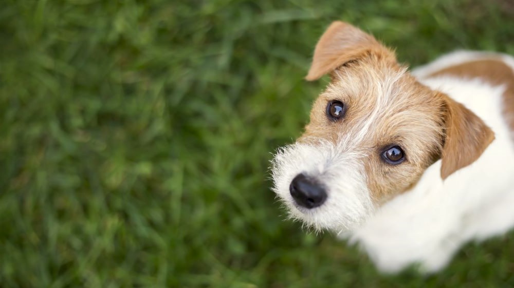 The Momentum Petco 2020 Sustainability Report