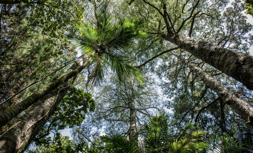 Root Systems