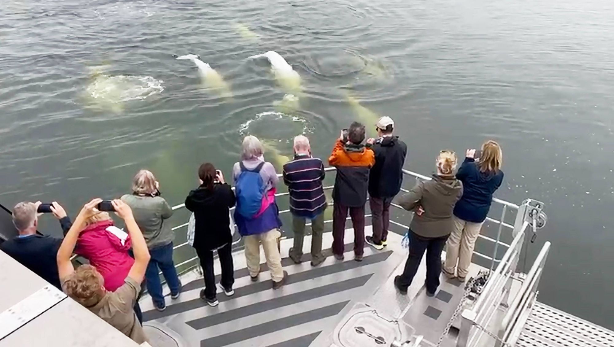 Ultimate Bears and Belugas Summer Adventure | Explore Churchill with ...
