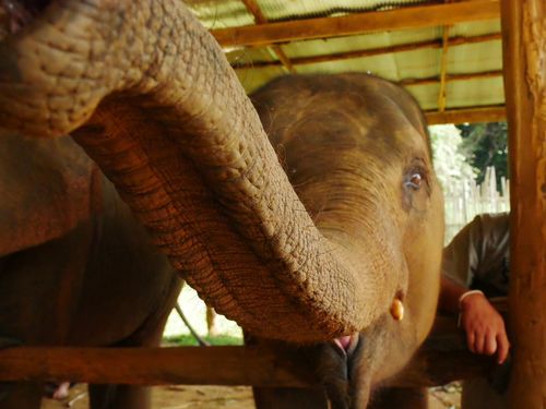 'Strange Connection', elephant up close