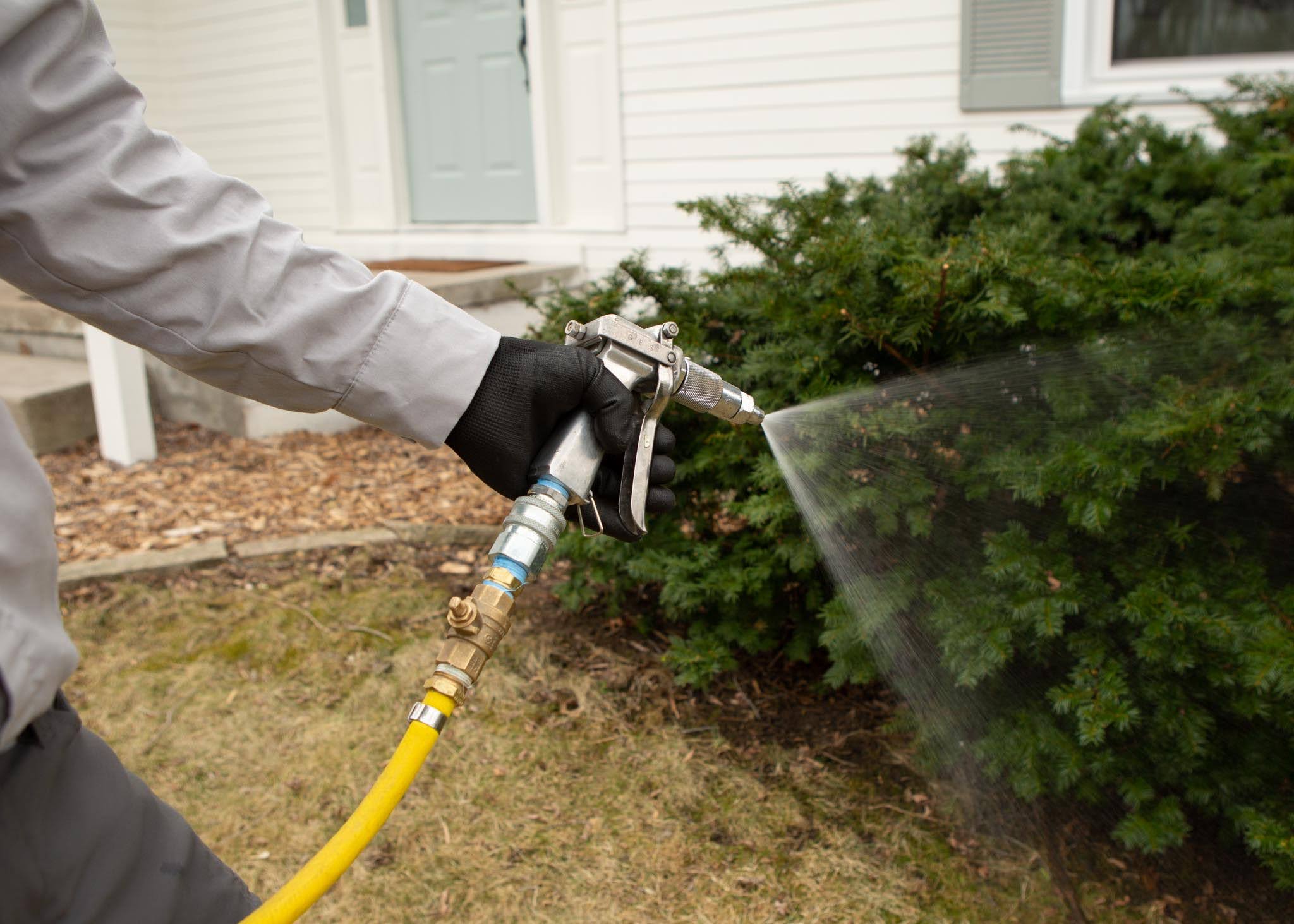 A pest control technician treating a bush for pests with a sprayer