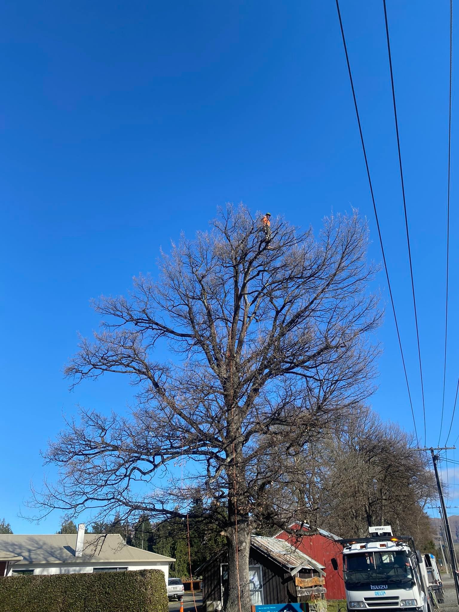 tree-craft-nz-dunedin-arborist-tree-care-specialists